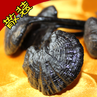 小靈芝
