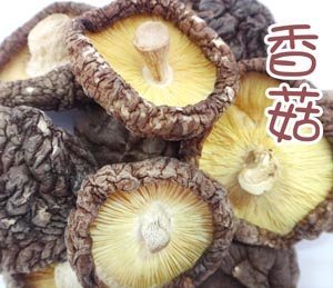 金錢菇