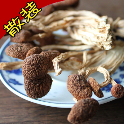 茶樹菇